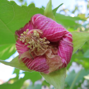 フヨウの開きかけの花をマクロ撮影した写真で、しわのある濃いピンク色の花弁が内側に巻き込み、中央の雄しべが見え始めた瞬間を、背景の緑の葉をぼかして捉えた構図