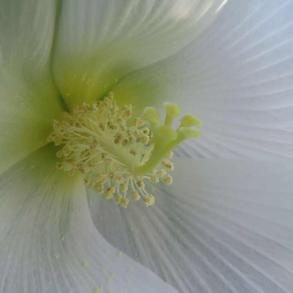 フヨウの無料（フリー）写真