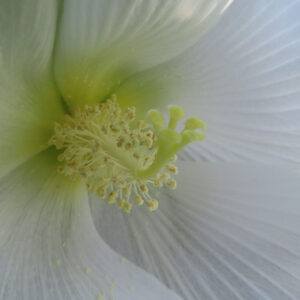 白色のフヨウの花をマクロ撮影した写真で、淡い黄緑色の花芯から放射状に広がる雄しべと雌しべ、繊細な筋模様をもつ白い花びらをやわらかな光で捉えたクローズアップ構図