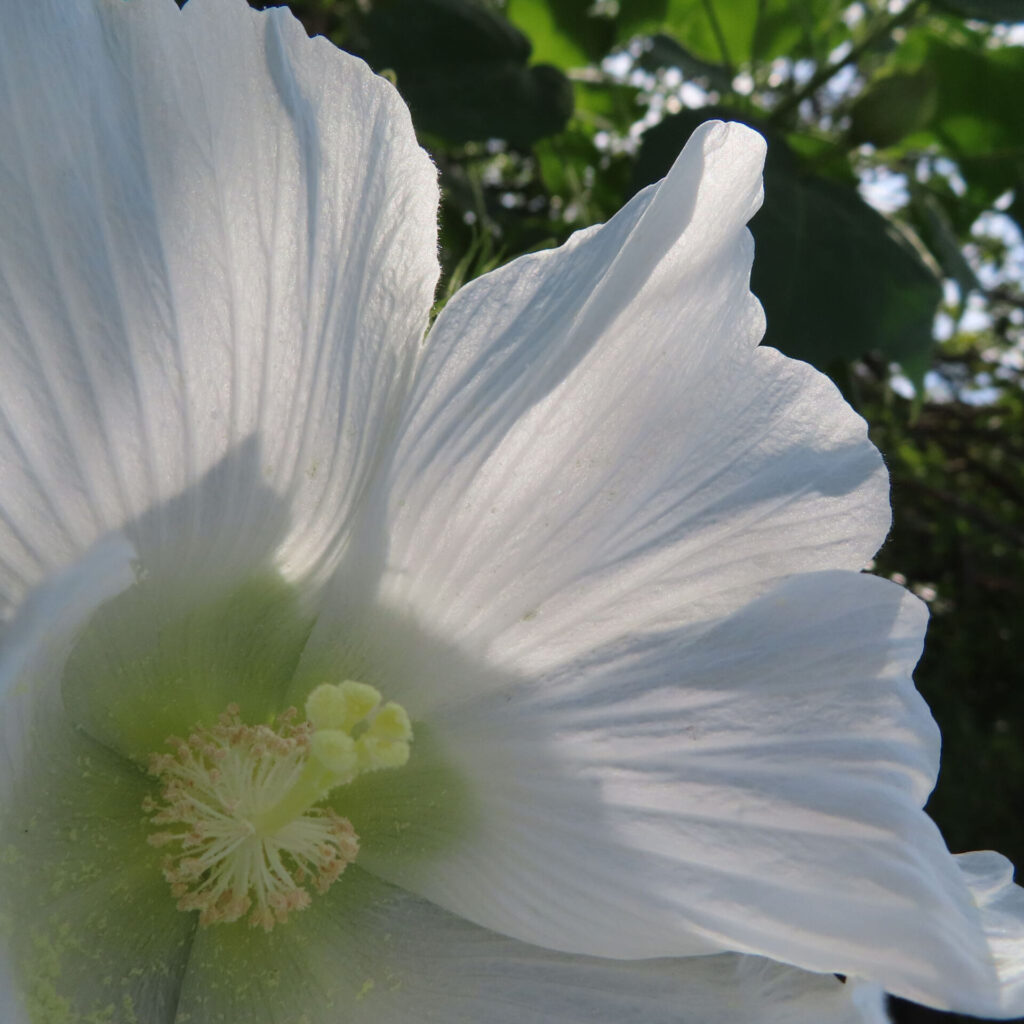 フヨウの無料（フリー）写真