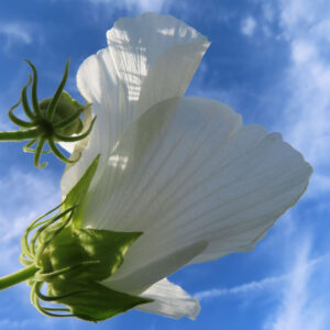 青空を背景に白いフヨウの花を下から見上げるように撮影した写真で、半透明の花びらに入る放射状の筋と緑色の萼、隣に並ぶつぼみまで写し込んだ開放感のある構図
