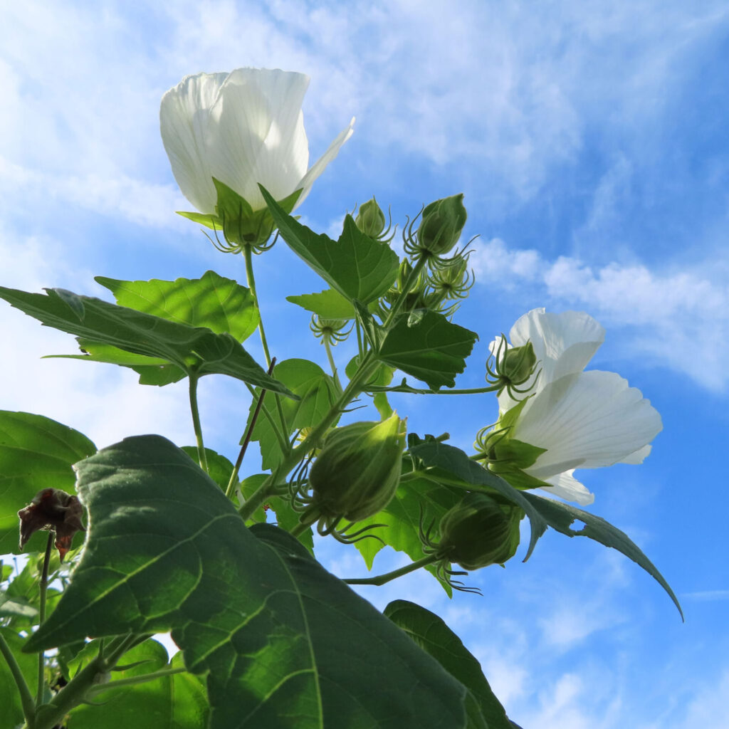 フヨウの無料（フリー）写真