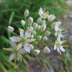 ニラの白い花と蕾が混在する花序を斜め上から撮影した写真｜開花した星形の白花と淡緑色の蕾が放射状に広がり、背景に細い葉がぼけて写るニラの開花期の様子