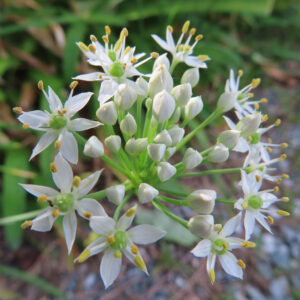 ニラの白い星形の花が放射状に集まって咲く様子を上から捉えた接写写真、黄色い雄しべと緑の花芯が際立つニラの花序