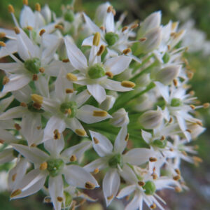 ニラの白い星形の小花が密集して咲く様子を斜め上から捉えた接写写真、緑の花芯と黄色い雄しべが立体的に見えるニラの花序