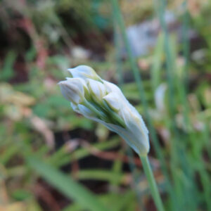 白い花弁に包まれたニラの蕾が開花直前の状態で茎の先にうつむくように伸びる様子を捉えた接写写真、背景は柔らかくぼけた緑