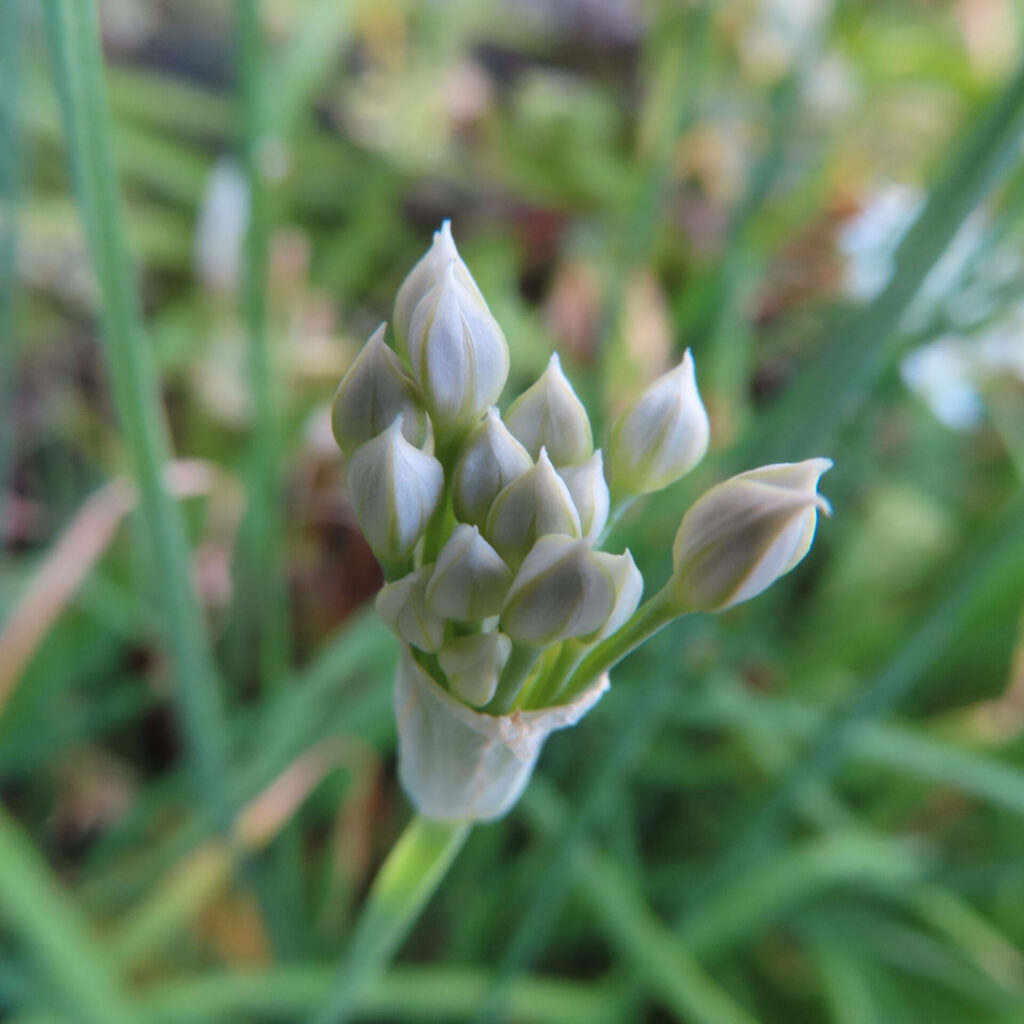 ニラの無料(フリー)写真