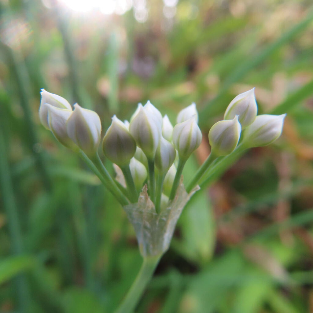 ニラの無料(フリー)写真