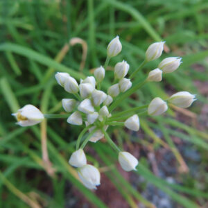 白い小花が放射状に咲くニラ（Allium tuberosum）の花序を上から捉えたマクロ写真。細い緑の花茎と蕾が円形に広がり、背景は柔らかくボケた自然環境。