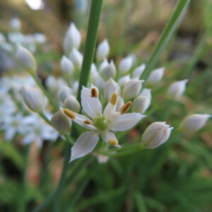 ニラ（韮）の白い花をマクロ撮影した写真。中央の一輪が開花し、黄褐色の雄しべと淡い緑色の子房がはっきり見え、周囲に多数のつぼみと細長い緑の花茎が重なり合う自然な構図。