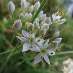ニラの白い花をマクロ撮影した写真｜星形の花弁と黄色い雄しべが開花し、つぼみも混在する初秋のニラの花（Allium tuberosum）