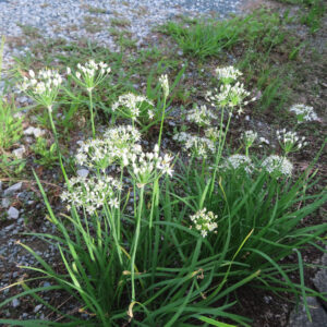 地面から群生して伸びるニラの白い花を捉えた写真｜細長い葉の間から花茎が立ち上がり、星形の小花が放射状に咲く野生のニラの群落風景