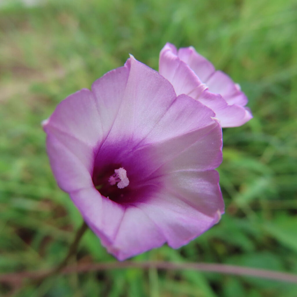 ホシアサガオ（星朝顔）の淡い紫色の花を接写で撮影した美しいマクロ写真