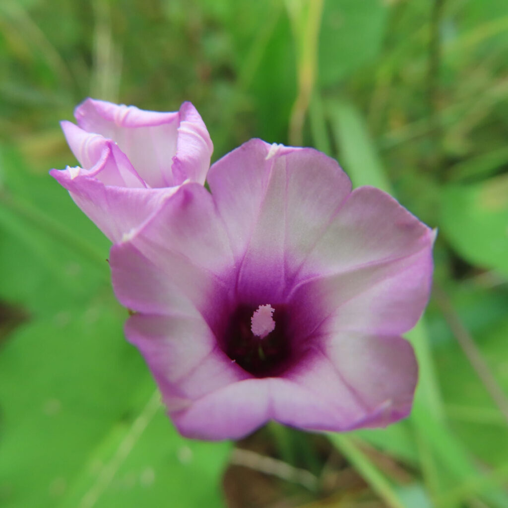 ホシアサガオ（星朝顔）の淡い紫色の花を接写したマクロ写真｜緑の葉の上に咲く朝の花