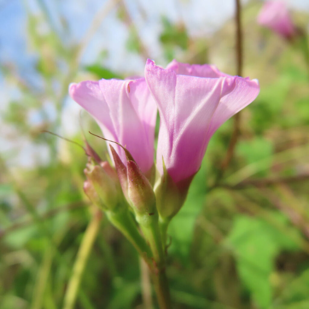 ホシアサガオ（星朝顔）のつぼみと咲き始めの花を接写したマクロ写真｜柔らかな日差しに照らされたピンクの花