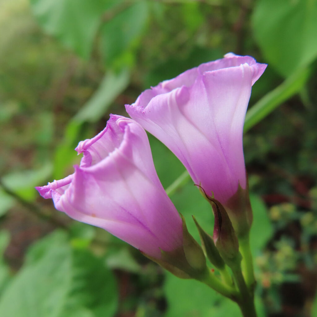 ホシアサガオ（星朝顔）の二輪のつぼみが並んで咲く姿を撮影したマクロ写真｜淡い紫の花が緑の背景に映える