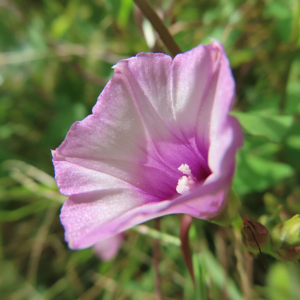 ホシアサガオ（星朝顔）の淡いピンクの花を接写したマクロ写真｜日差しに透ける花びらと中心の雄しべが美しい