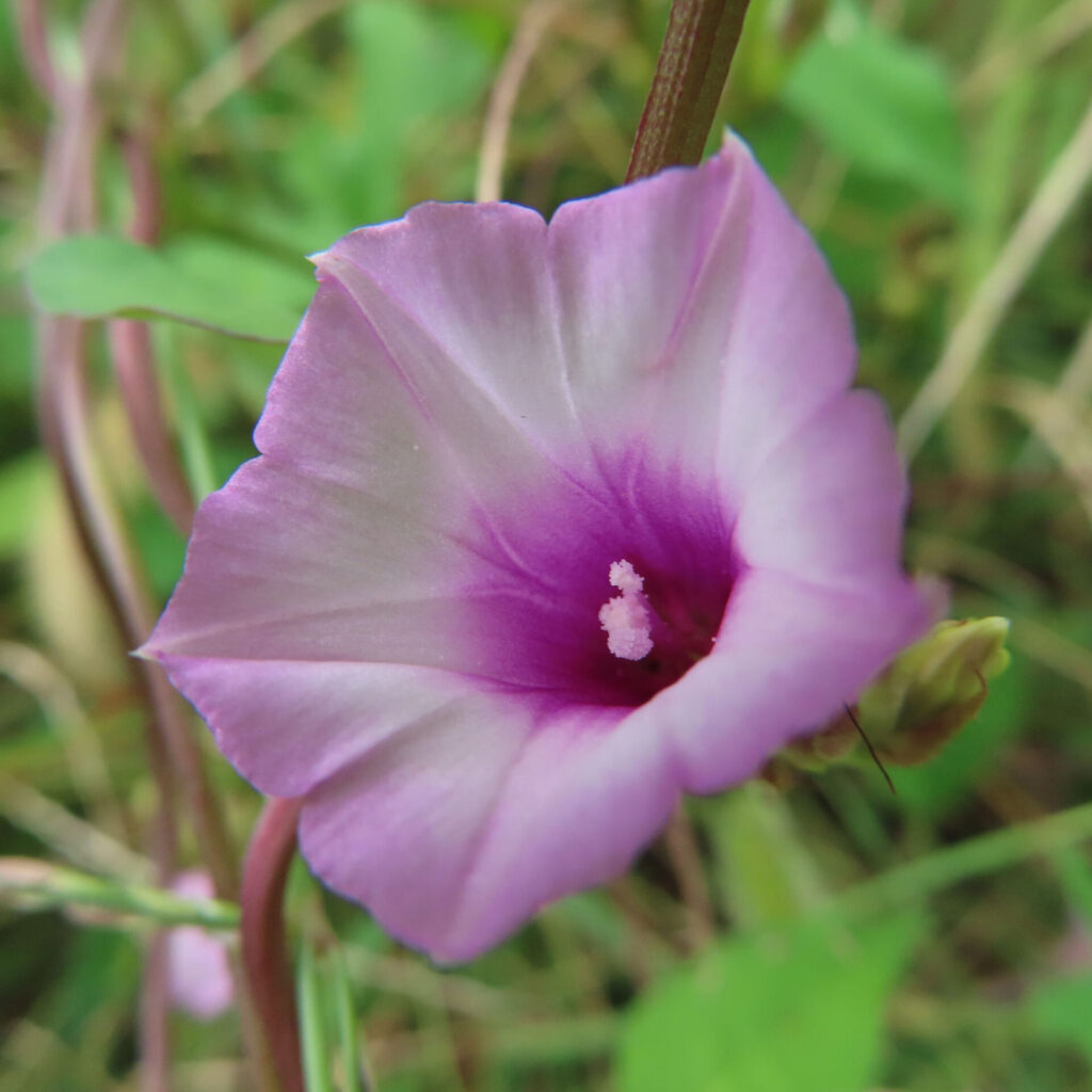ホシアサガオ（星朝顔）の淡いピンクと紫の花を接写したマクロ写真｜中心が濃い紫に染まる美しい朝の花