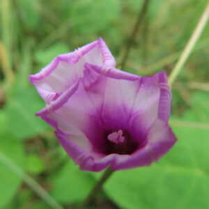 ホシアサガオ（星朝顔）の淡い紫色の花が咲く接写写真｜花びらの縁が丸まり中心が濃い紫に染まる美しい姿