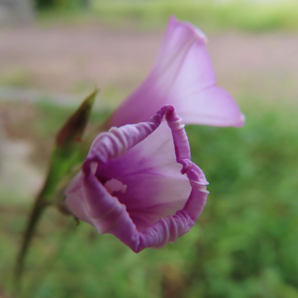 ホシアサガオ（星朝顔）のつぼみが開きかけた姿を接写したマクロ写真｜淡い紫の花びらが優しく丸まる朝の風景