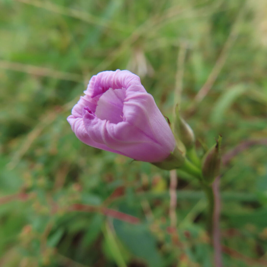 ホシアサガオ（星朝顔）のつぼみが開く直前の姿を接写したマクロ写真｜淡い紫色の花が緑の背景に映える