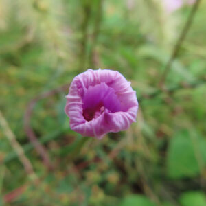 ホシアサガオ（星朝顔）のつぼみを真上から接写したマクロ写真｜淡い紫の花びらが丸く巻くように閉じた姿