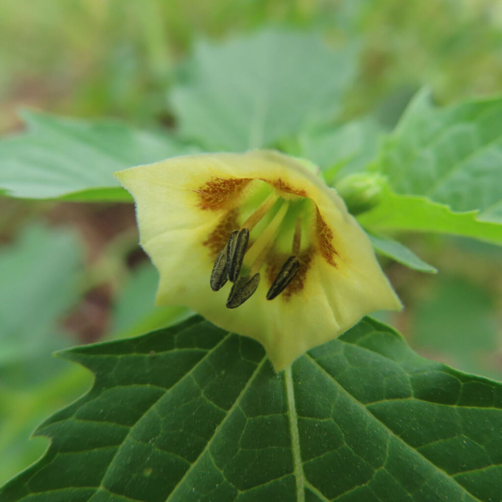 ヒロハフウリンホオズキの花をクローズアップで撮影した写真。淡いクリーム色の花びらに橙色の模様が入り、中央の黒い雄しべが印象的に写る。