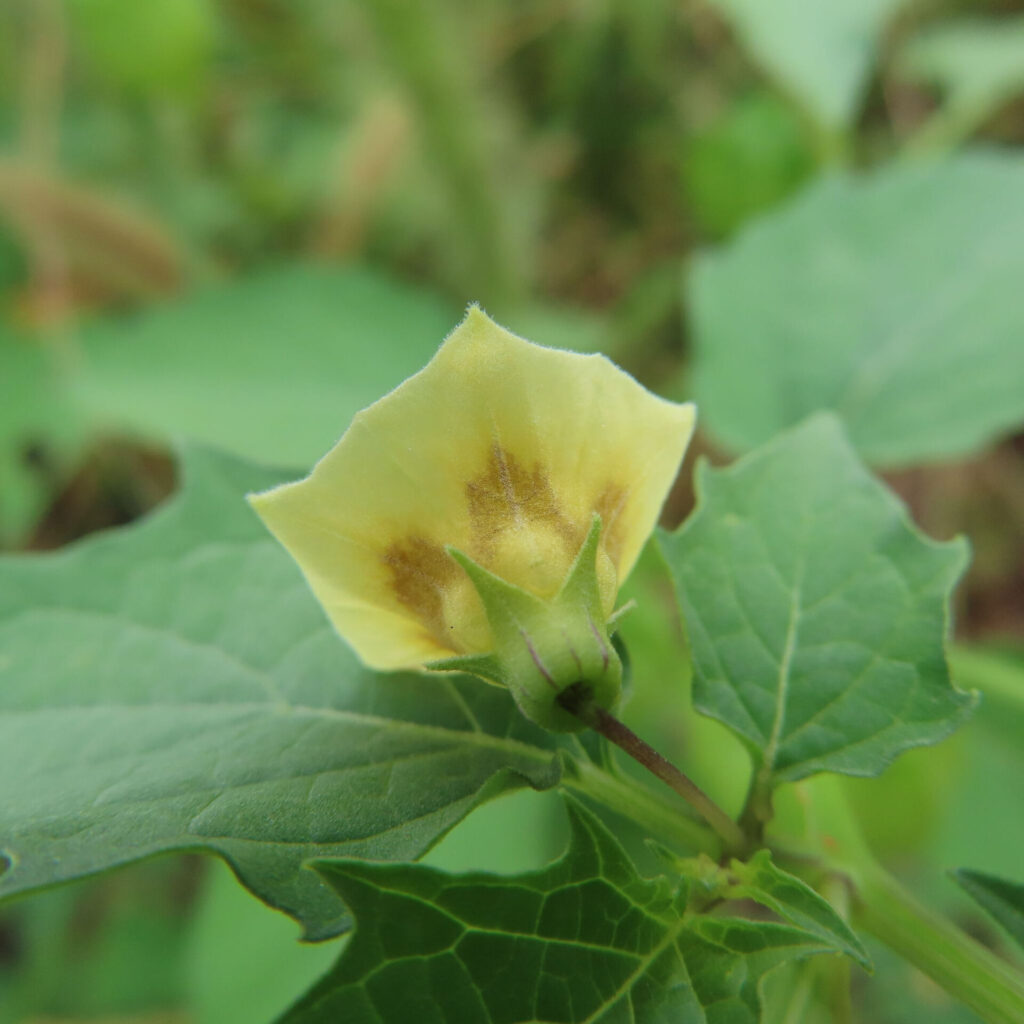 ヒロハフウリンホオズキの花を横から撮影した写真。淡い黄色の花びらに茶色の模様が入り、緑の萼と葉が自然光で鮮やかに映える。
