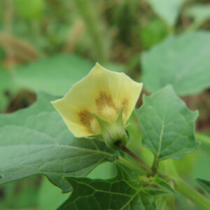 ヒロハフウリンホオズキの花を横から撮影した写真。淡い黄色の花びらに茶色の模様が入り、緑の萼と葉が自然光で鮮やかに映える。
