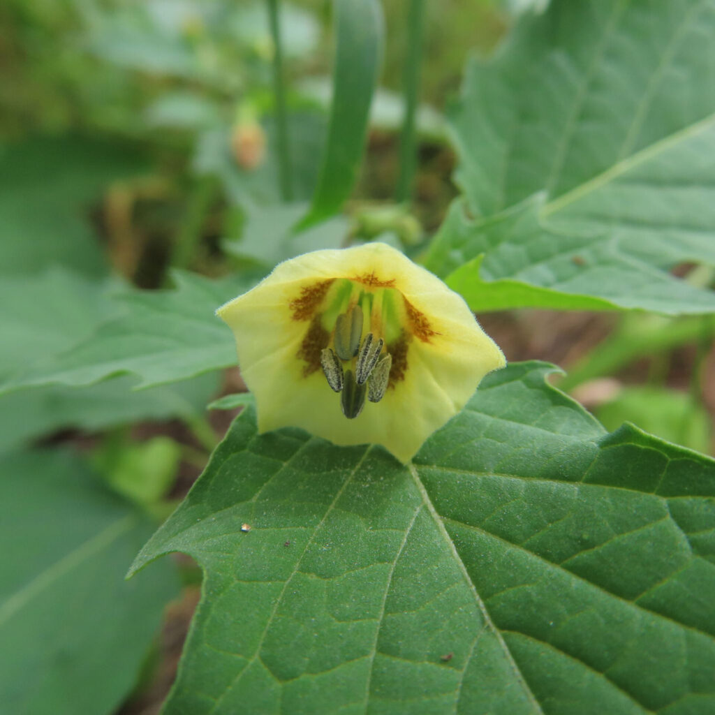 ヒロハフウリンホオズキの花を正面から撮影した写真。淡い黄色の花びらに茶褐色の模様と黒い雄しべが際立ち、緑の葉が背景を彩る。