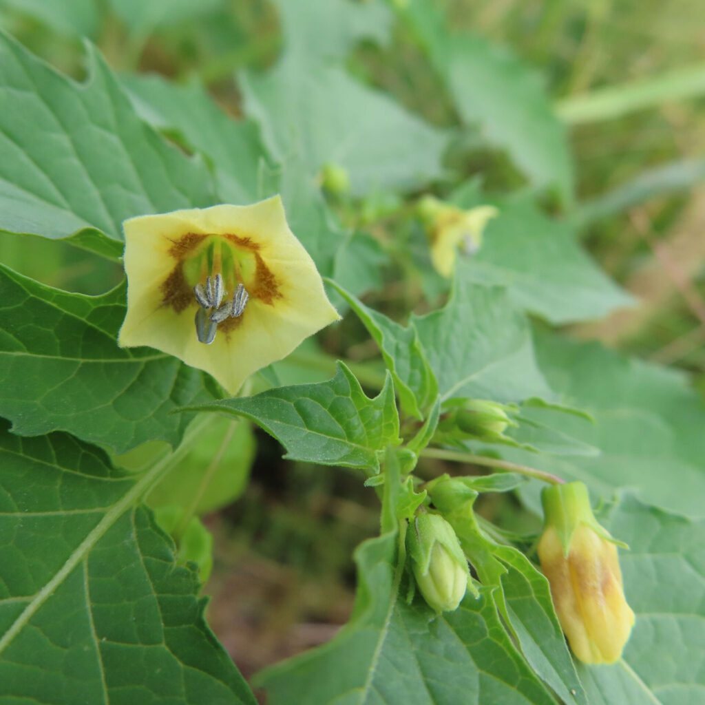 ヒロハフウリンホオズキの淡い黄色の花と複数のつぼみを撮影した写真。茶色の模様が入った花びらと緑の葉が自然光で鮮やかに映える。