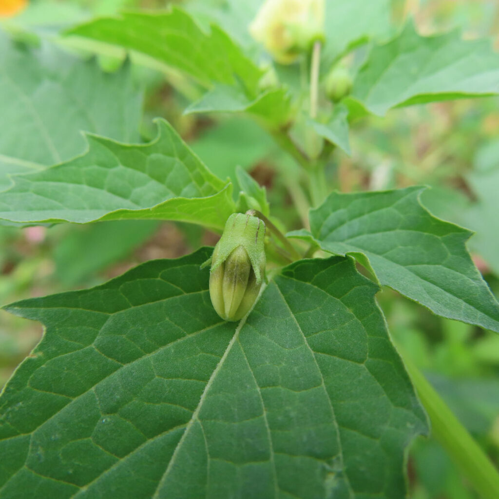 ヒロハフウリンホオズキの黄緑色のつぼみをクローズアップで撮影した写真。緑の葉の上に小さなつぼみがあり、自然光で柔らかく映える。
