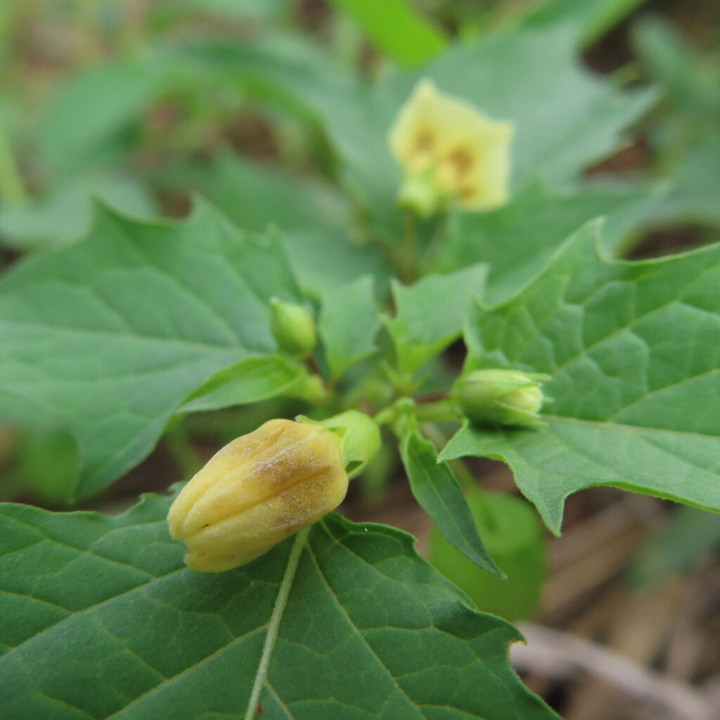 ヒロハフウリンホオズキの黄色いつぼみをクローズアップで撮影した写真。周囲の緑の葉と奥に見える花が柔らかな自然光に包まれている。