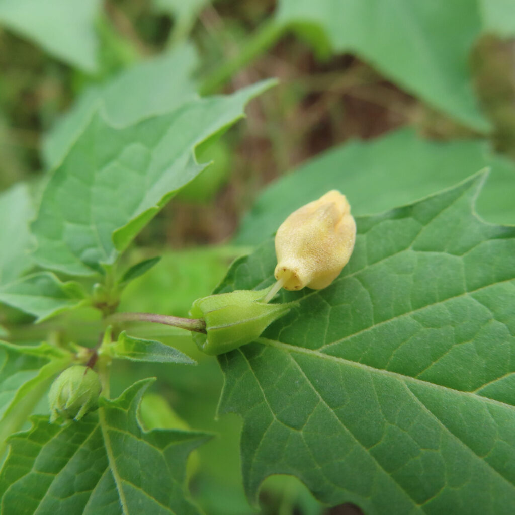 ヒロハフウリンホオズキの黄色いつぼみを横から撮影した写真。緑の葉の上に細い茎が伸び、自然光の中で柔らかく輝くつぼみが印象的。
