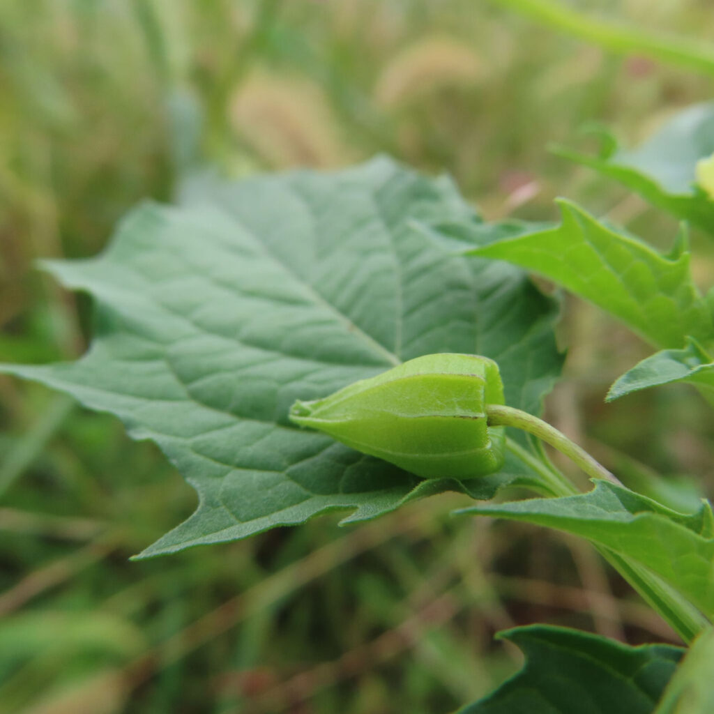 ヒロハフウリンホオズキの緑のつぼみを葉の上で撮影した写真。淡い自然光の中で萼に包まれたつぼみが鮮やかな緑に輝く。