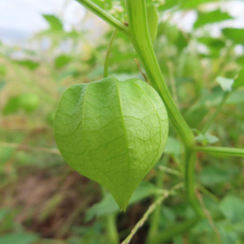 ヒロハフウリンホオズキの緑の実をクローズアップで撮影した写真。淡い光に照らされ、萼の葉脈が透けて見える自然な姿をとらえている。