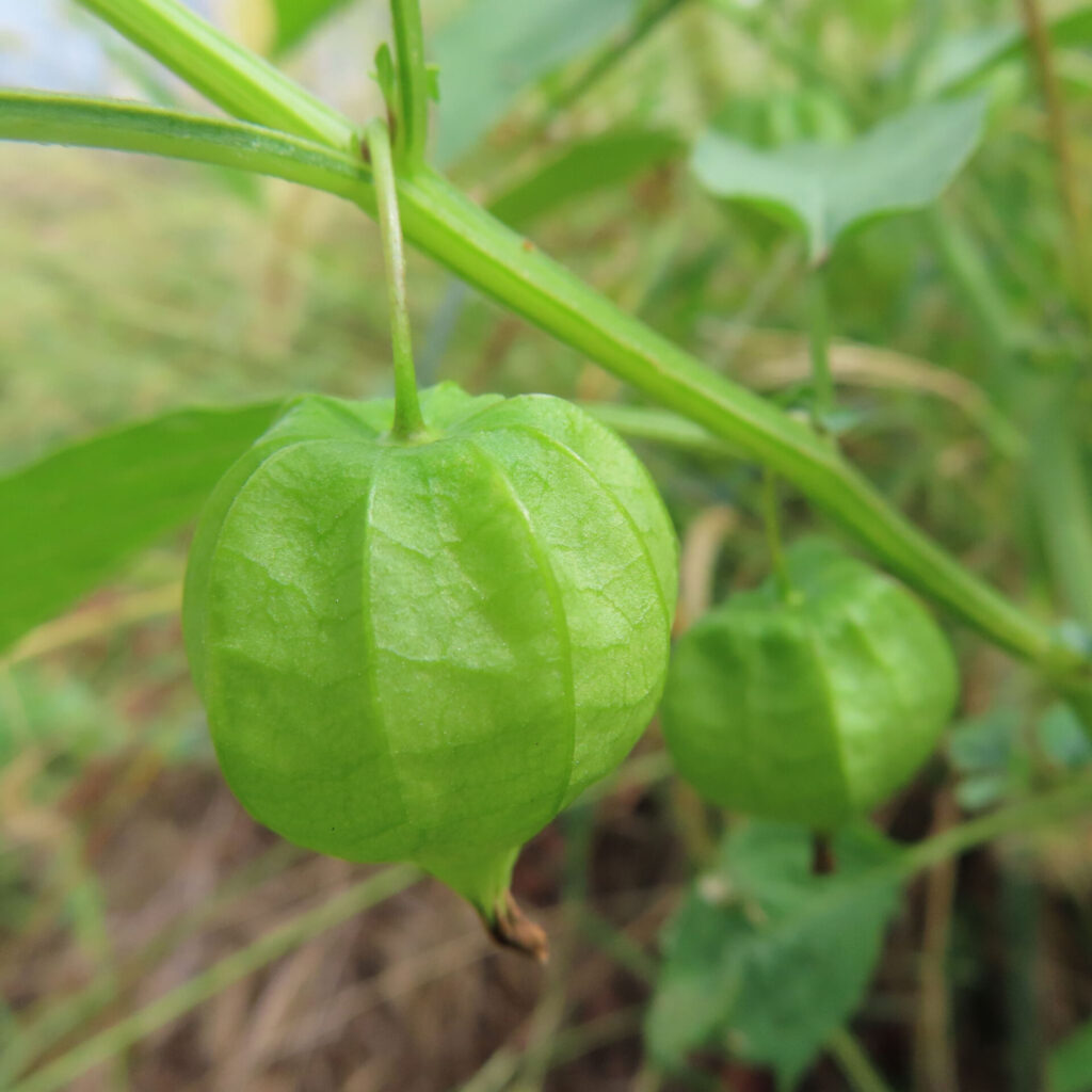 ヒロハフウリンホオズキの緑の実をクローズアップで撮影した写真。前景の実が鮮明に写り、背景には自然の草木が柔らかくぼけて広がる。