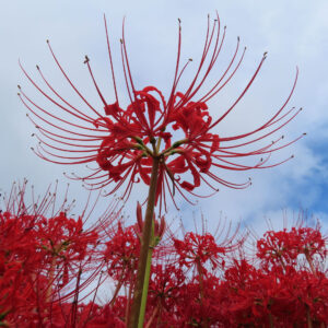 ヒガンバナの赤い花を下から見上げて群生を背景に撮影した写真（青空と花のシルエットが強調）