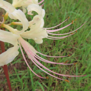 ヒガンバナの白花を接写した写真（淡いピンクの長い雄しべが草地の背景に伸びる）