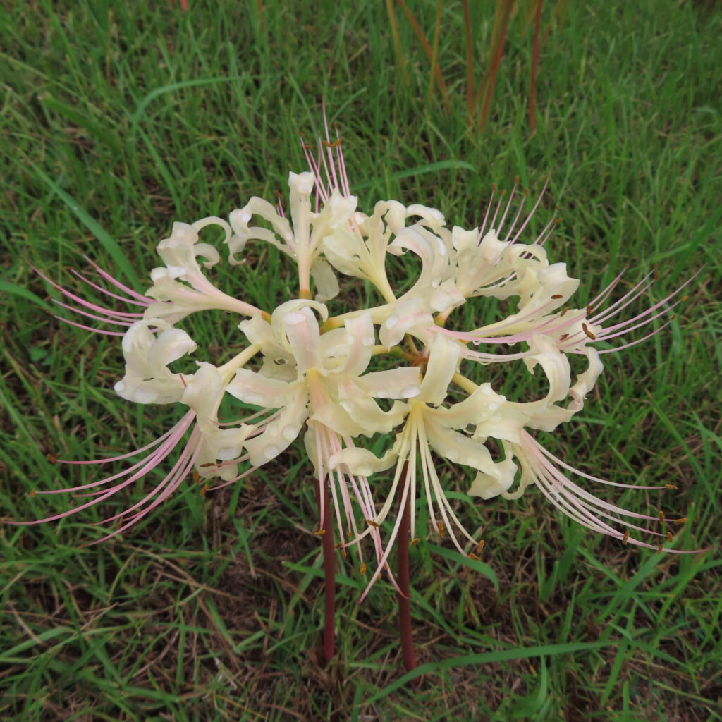 ヒガンバナの無料（フリー）写真