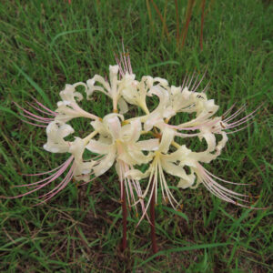 ヒガンバナの白花を真上から撮影した写真（細長い淡桃色の雄しべとカールした白い花弁が草地に映える）