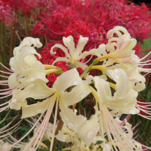 ヒガンバナの白花を接写した写真（白い花弁に水滴がつき、背後に赤いヒガンバナの群生が広がる）