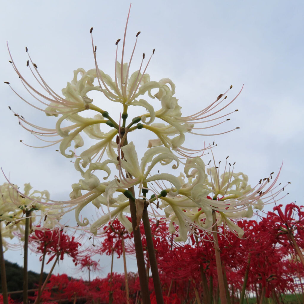 ヒガンバナの無料（フリー）写真