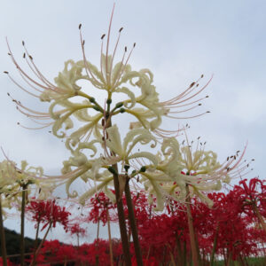 ヒガンバナの白花を見上げ構図で撮影した写真（白い花と淡い空、背景には赤いヒガンバナの群生）