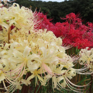 ヒガンバナの淡黄色の花と赤い群生を並べて撮影した写真（繊細な花弁と雄しべが色の対比で際立つ）