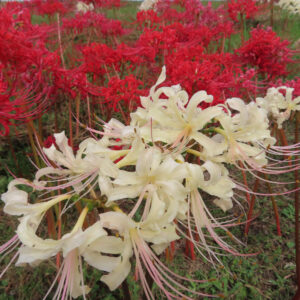 ヒガンバナの白花と赤花が群生する様子を捉えた写真（白い花弁の繊細さと背景の赤い群生が際立つ構図）