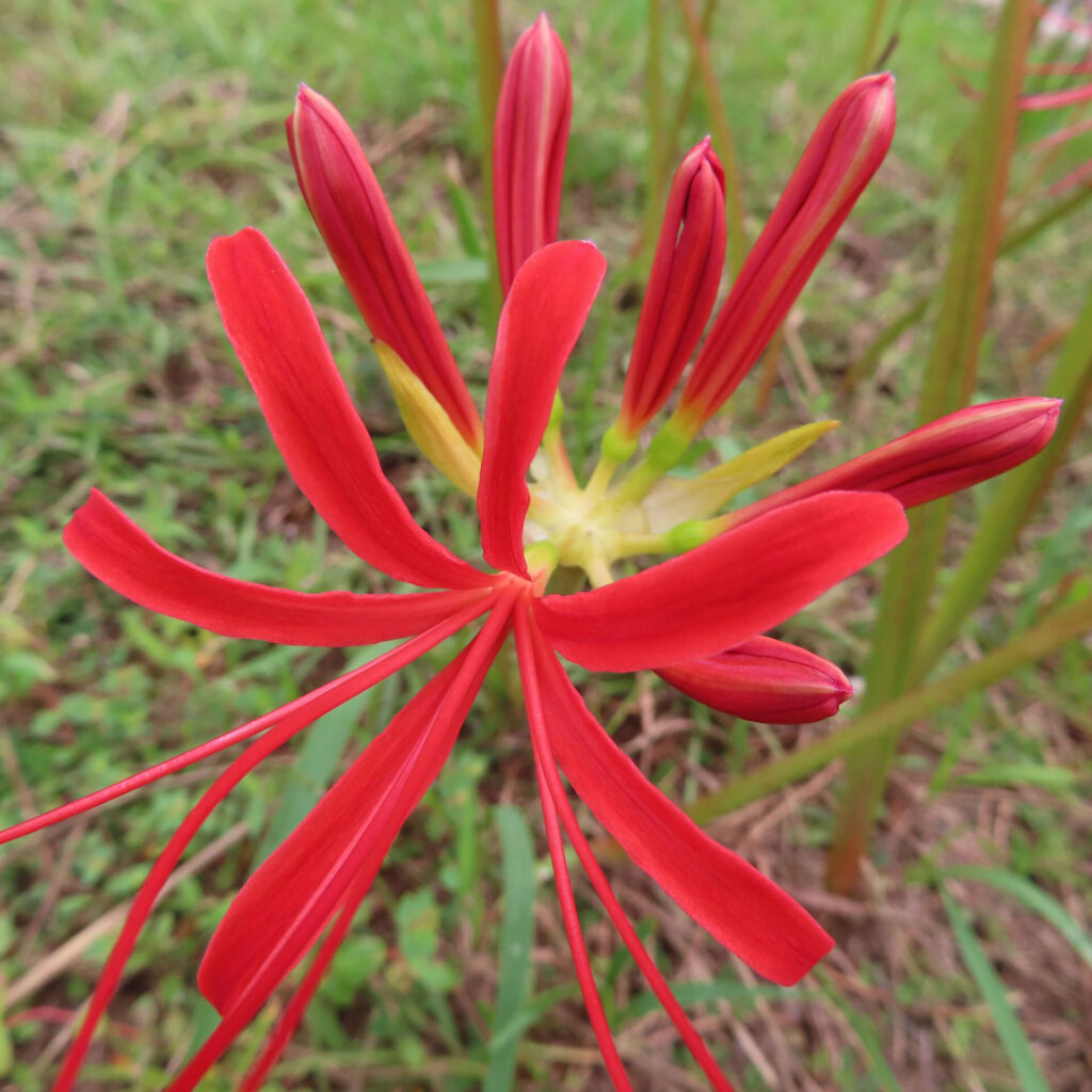 ヒガンバナの無料（フリー）写真