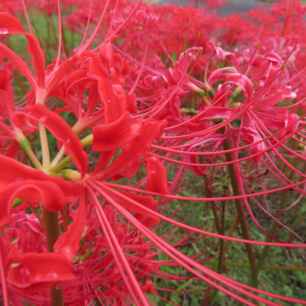 ヒガンバナの無料（フリー）写真