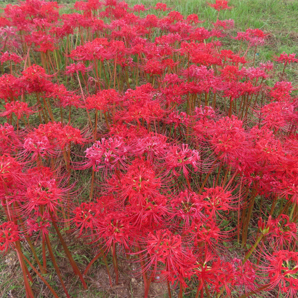 ヒガンバナの無料（フリー）写真