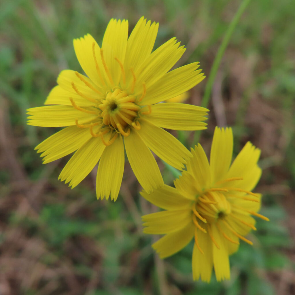 ブタナの無料（フリー）写真